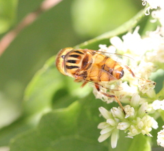 Eristalinus quinquestriatus