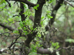 Ramalina peruviana