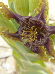 Ferraria crispa