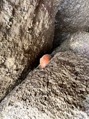 Euchelus asper