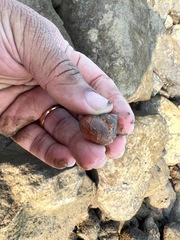 Euchelus asper