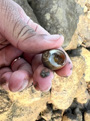 Euchelus asper