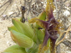 Ferraria crispa