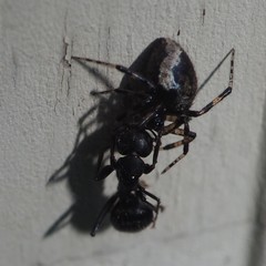 Euryopis funebris