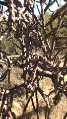 Cylindropuntia thurberi versicolor