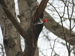 Dryocopus pileatus