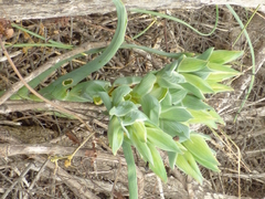 Ferraria crispa