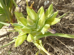 Ferraria crispa