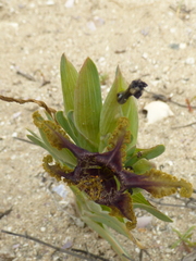 Ferraria crispa