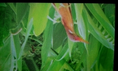 Ixobrychus cinnamomeus