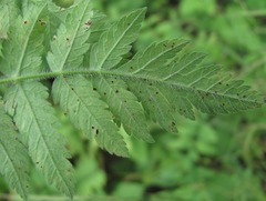 Puccinia chaerophylli