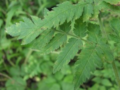 Puccinia chaerophylli