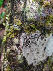 Steirastoma marmoratum