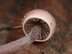 Pseudobaeospora deckeri