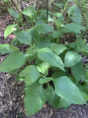 Ruellia drummondiana