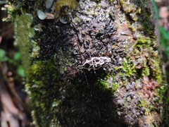 Steirastoma marmoratum