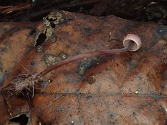 Pseudobaeospora deckeri