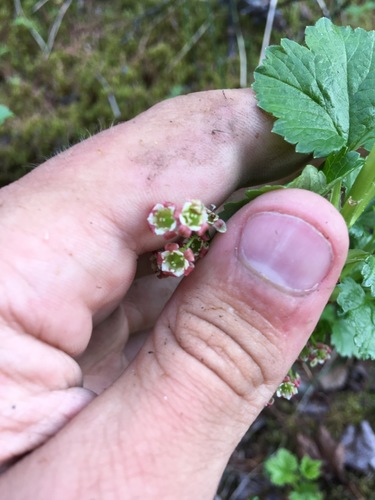 Ribes nigrum