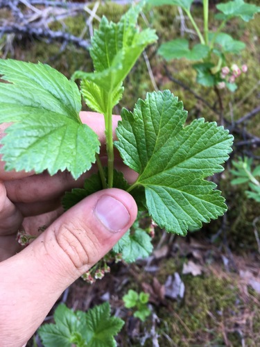 Ribes nigrum