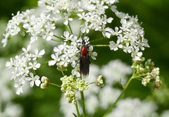 Bibio hortulanus