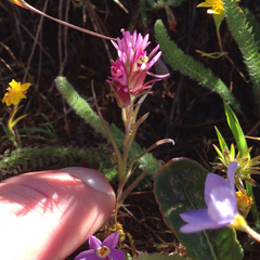 Castilleja densiflora
