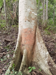 Sterculia apetala
