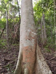 Sterculia apetala
