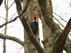 Dryocopus pileatus