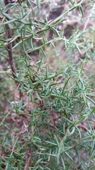Genista triacanthos