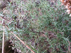 Genista triacanthos