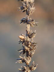Plantago maritima serpentina