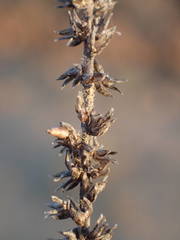 Plantago maritima serpentina