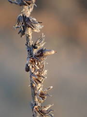 Plantago maritima serpentina