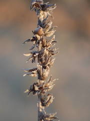 Plantago maritima serpentina