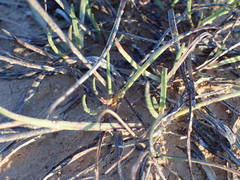 Plantago maritima serpentina