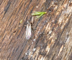 Chelifera
