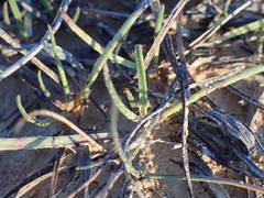 Plantago maritima serpentina