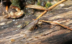 Chelifera
