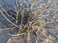 Plantago maritima serpentina