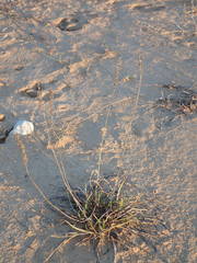 Plantago maritima serpentina