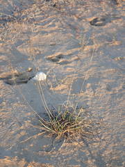 Plantago maritima serpentina