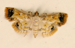 Agrotera barcealis