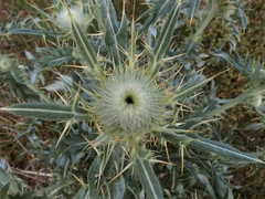 Cirsium macrobotrys