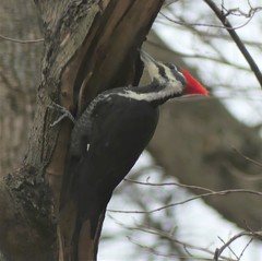 Dryocopus pileatus