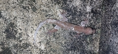 Gehyra mutilata