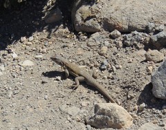 Liolaemus carlosgarini