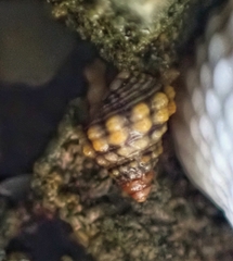 Cenchritis muricatus