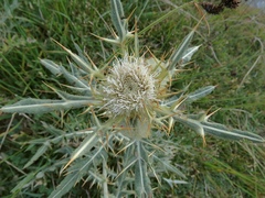 Cirsium macrobotrys