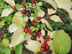Lonicera
