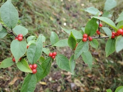 Lonicera